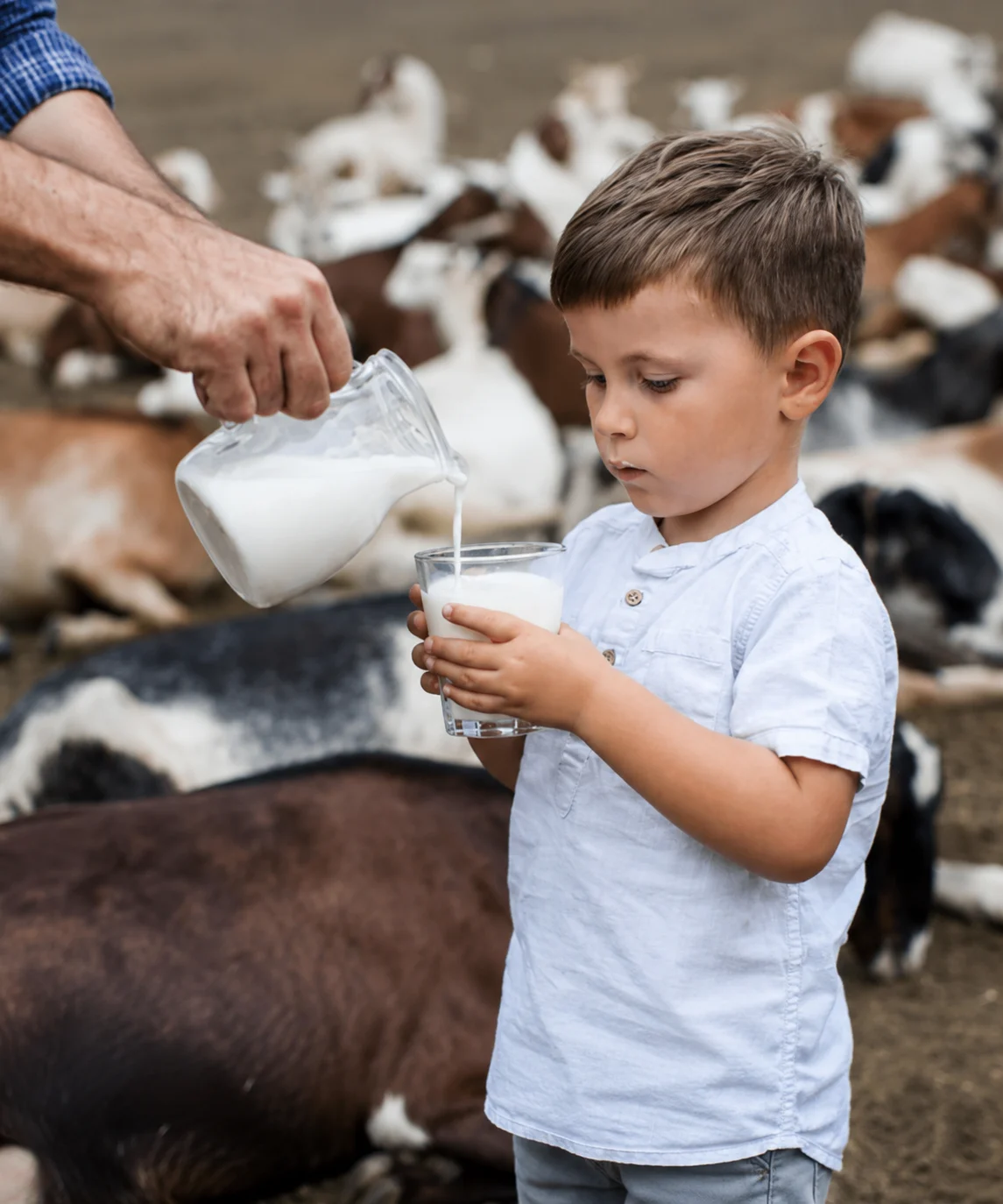 dairy